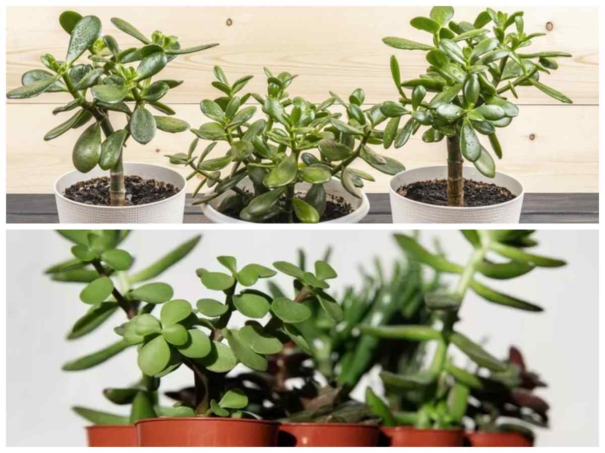 5 Tanaman Hias Pembawa Keberuntungan dan Kesejahteraan yang Harus Anda Tanam di 2025