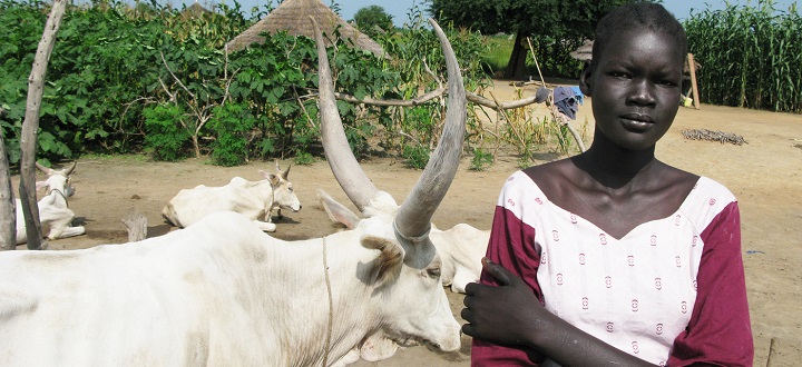 40 Ekor Sapi untuk Calon Istri: Tradisi Suku Neur yang Menakjubkan!