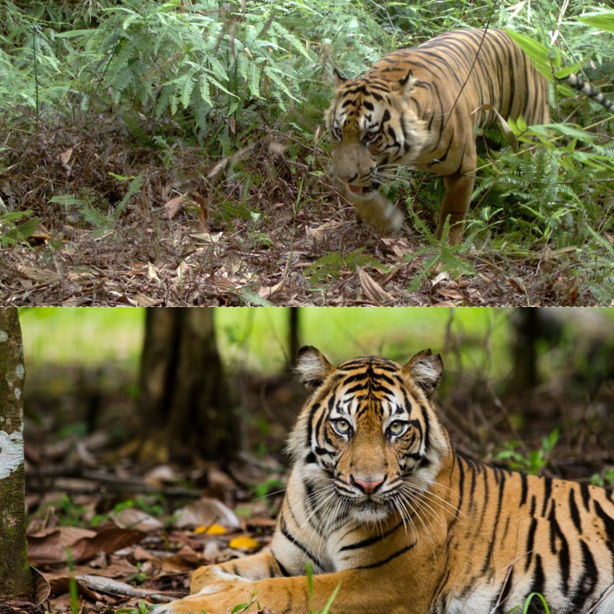 Harimau Sumatera, Kekuatan dan Kelemahannya, Simak Selengkapnya!
