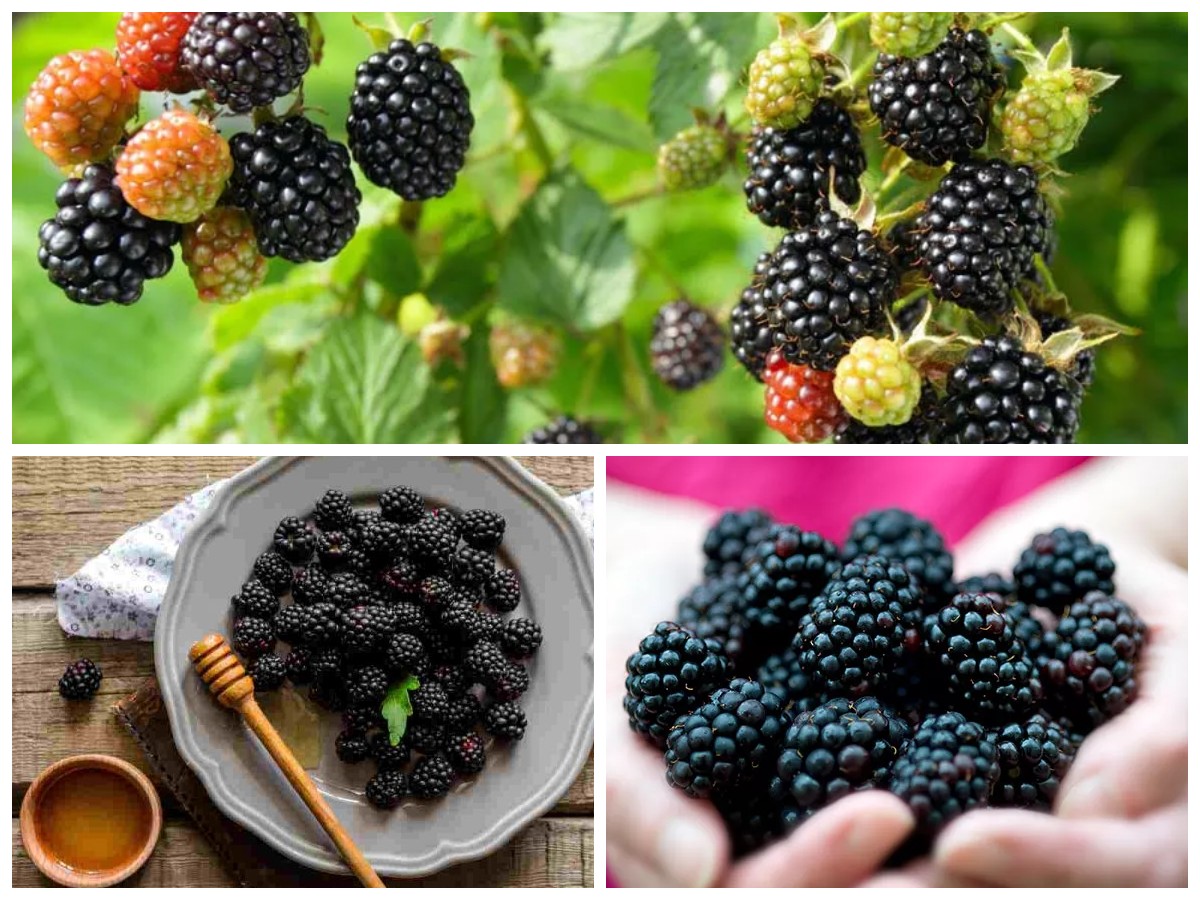 Manfaat Buah Blackberry: Si Hitam Manis Kaya Nutrisi dan Antioksidan Tinggi!