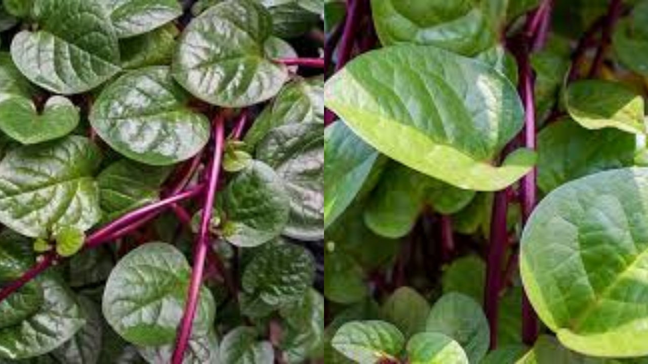 Ini 8 Manfaat Daun Binahong Untuk Kesehatan Yang Harus Kalian Tahu!