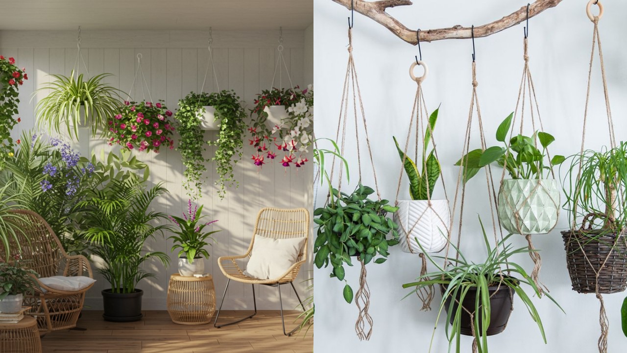 Rekomendasi Tanaman Gantung Teras Sempit yang Tahan Panas dan Minim Air!