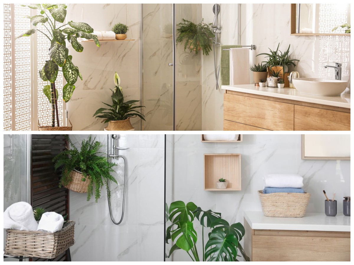 Kamar Mandi Asri Tanpa Repot: 6 Pilihan Tanaman Hias yang Tahan Lembap