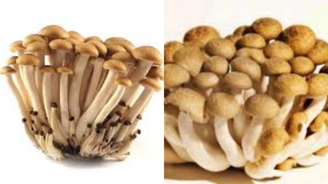 Jamur Shimeji, Yuk Ketahui 8 Manfaat Untuk Kesehatan Tubuh Ini Penjelasanya!