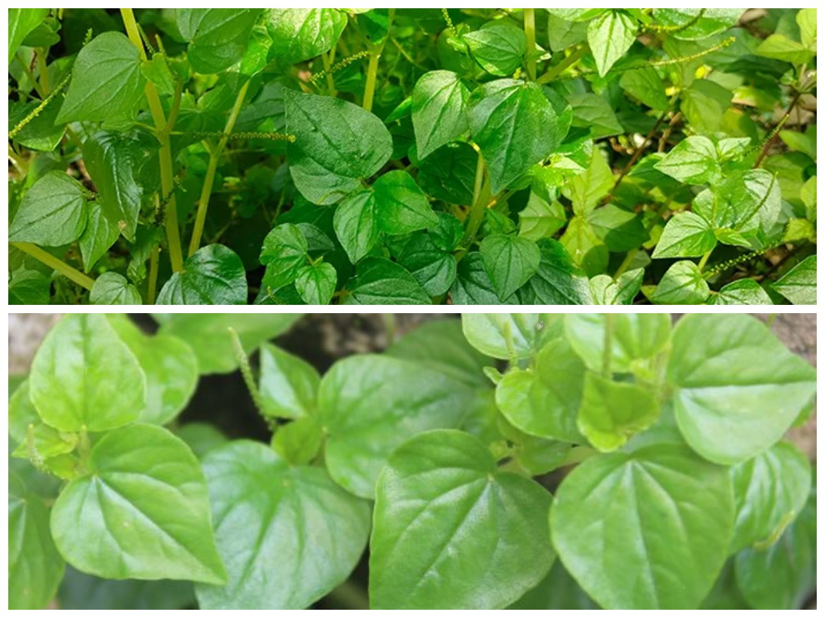 Jarang Diketahui! Khasiat Daun Sirih Cina yang Ampuh Menunjang Kesehatan