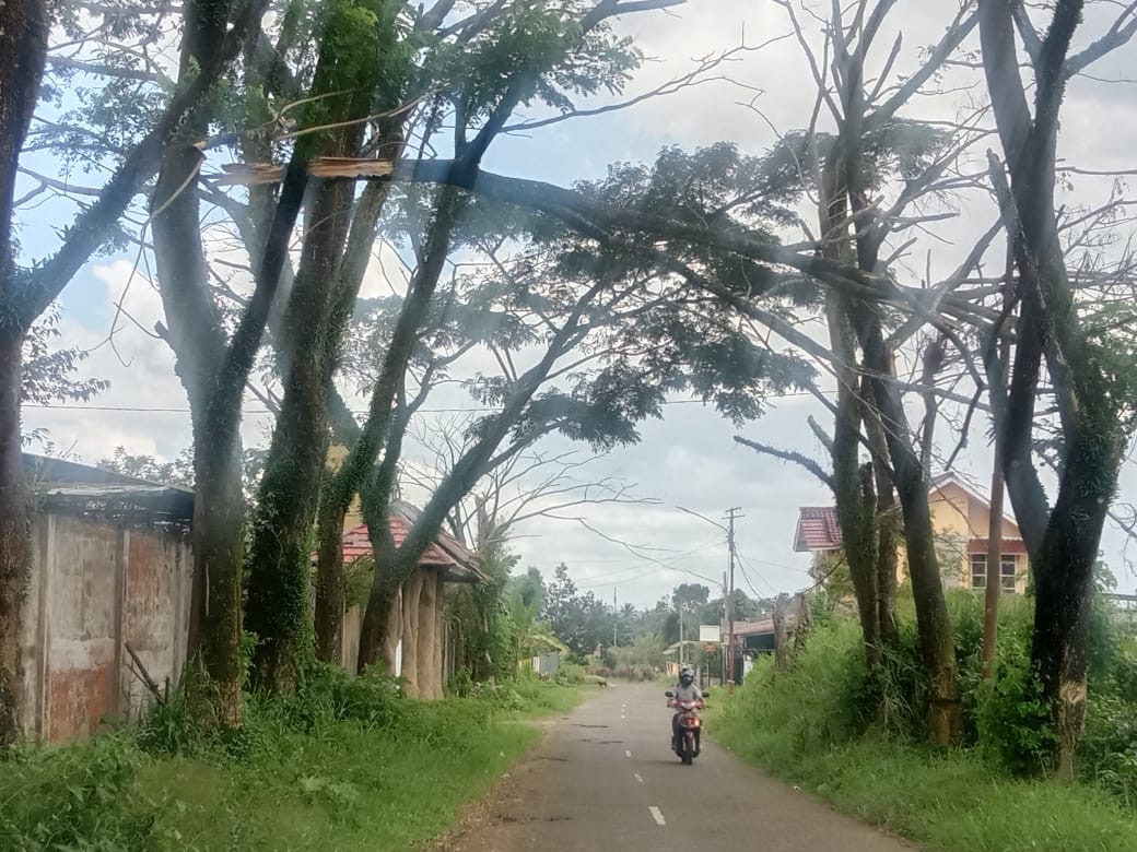  Ancam Keselamatan Pengendara Melintas, Pohon Roboh di Jalan Asin Butuh Tindakan Cepat