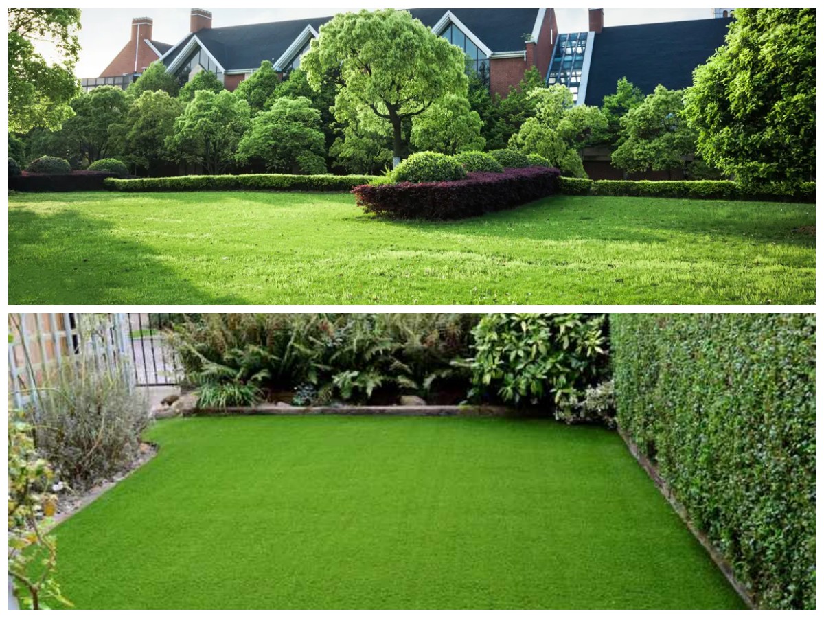 Pilihan Rumput Taman Terbaik untuk Halaman Rumah yang Segar dan Asri