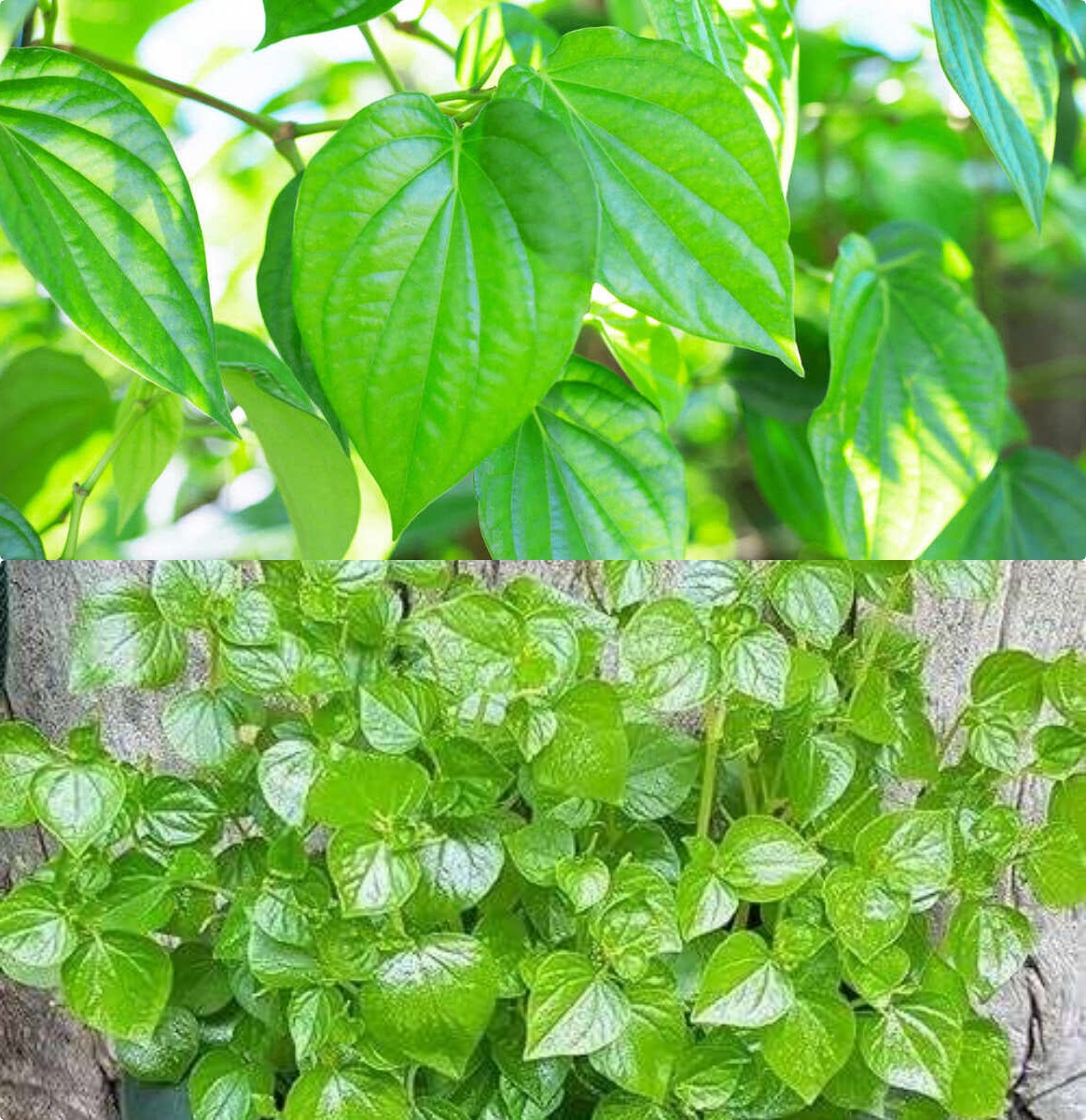 Daun Sirih Cina untuk Wajah, Ini 4 Manfaat Potensialnya