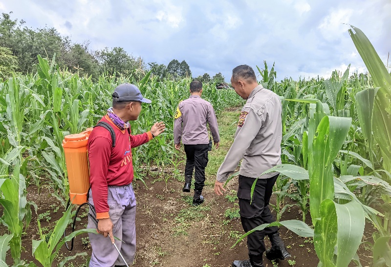 Tinjau Lahan Tanam Jagung, Hasil Panen Maksimal Dukung Ketahanan Pangan