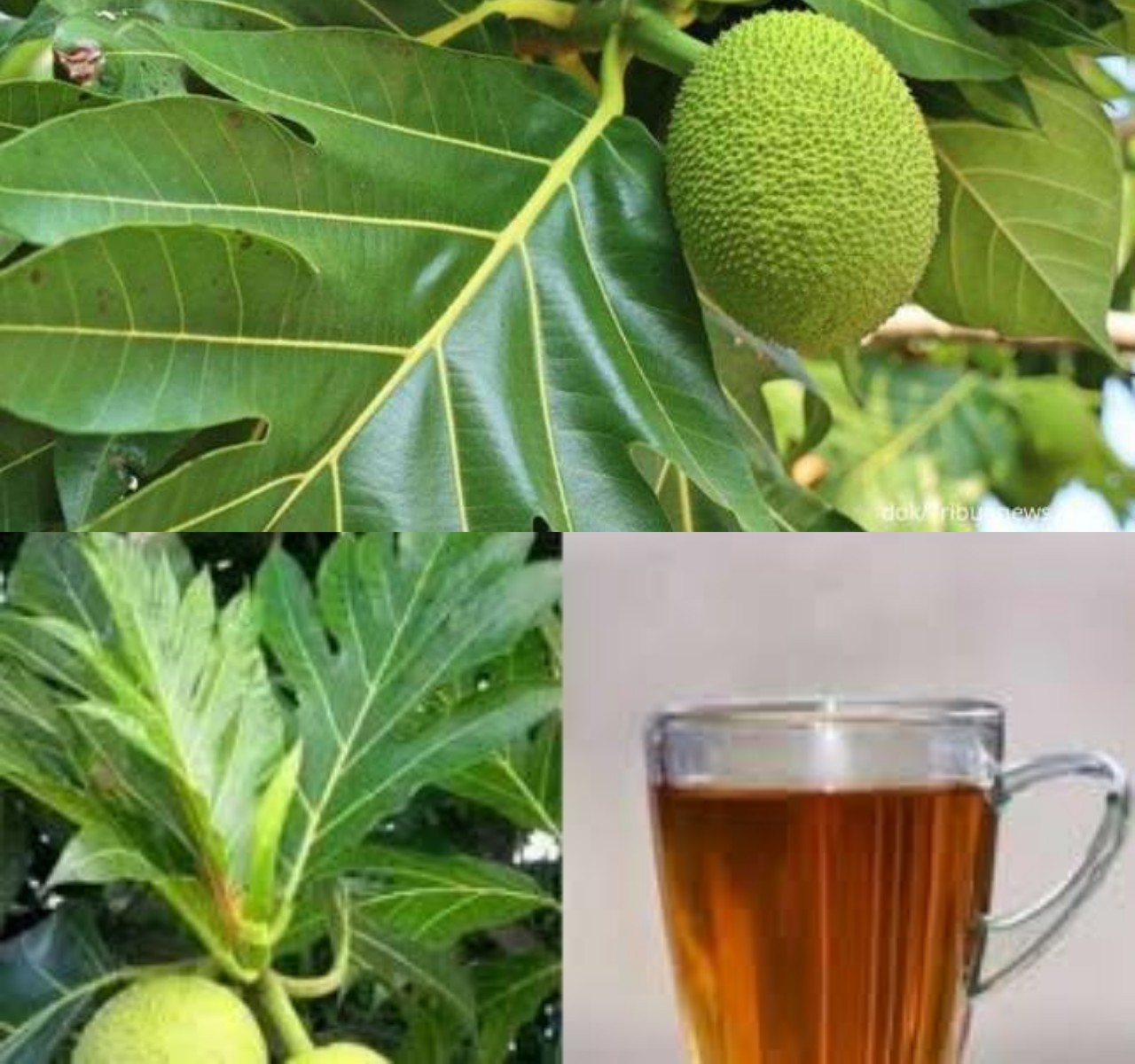 7 Kegunaan Daun Sukun Kering untuk Kesehatan!