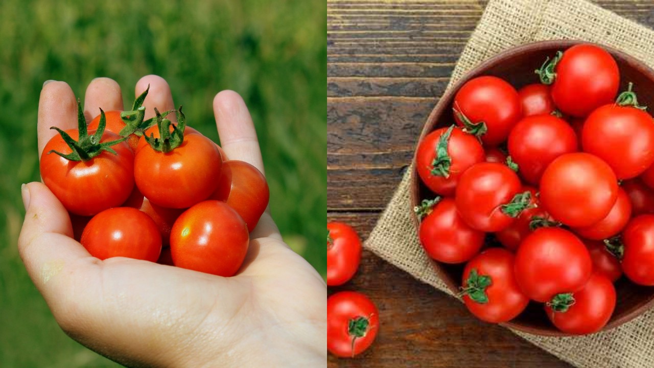 Tomat Ceri, Camilan Sehat dengan Beragam Manfaat untuk Kesehatan Tubuh!