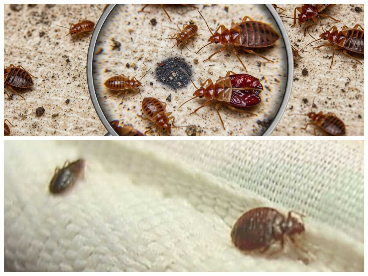 Waspada Tungau Kasur: Dampak Kesehatan dan Cara Efektif Mengusirnya