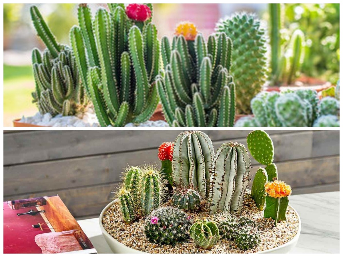 Kecil tapi Menawan! 5 Rekomendasi Kaktus Hias yang Pas untuk Rumah Minimalis