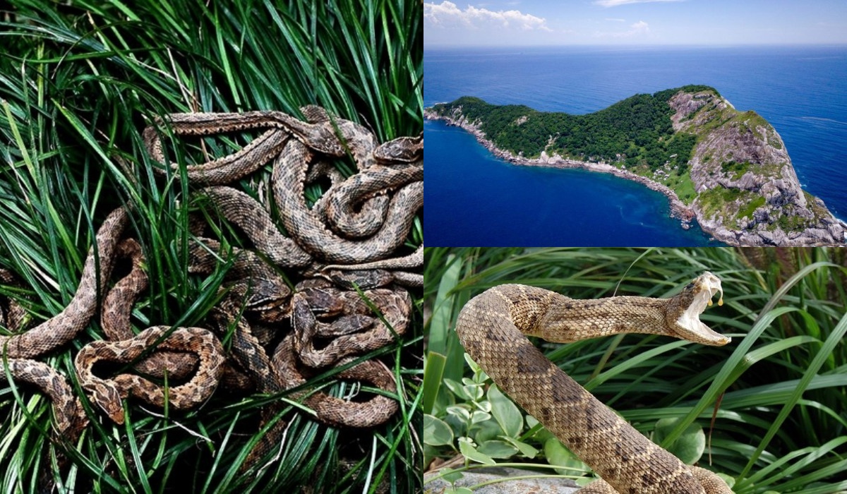 Misteri Pulau Ular di Brasil! Tempat Terlarang dengan Keajaiban Alam dan Kejahatan Tersembunyi