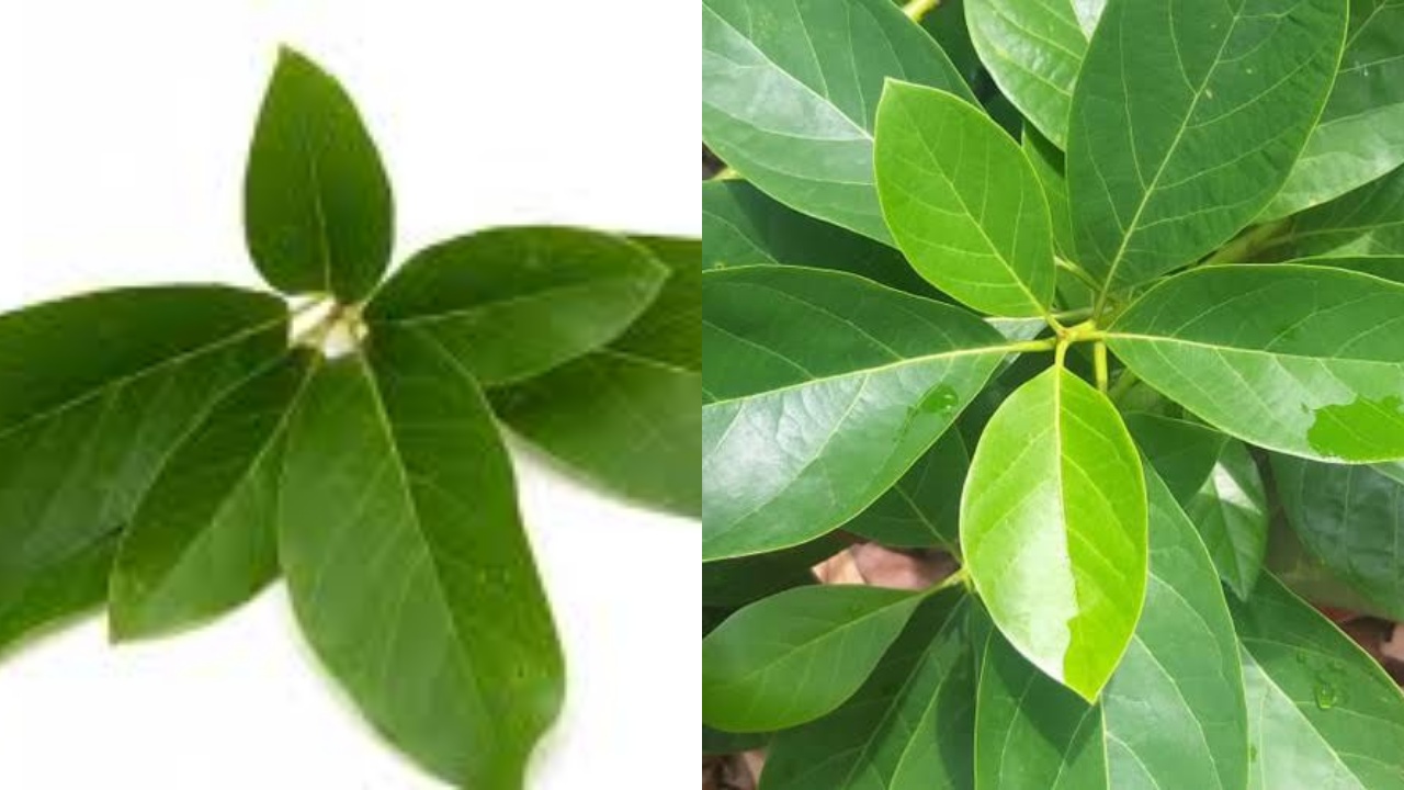 Inilah 8 Manfaat Daun Alpukat Untuk Kesehatan Yang Jarang Diketahui!