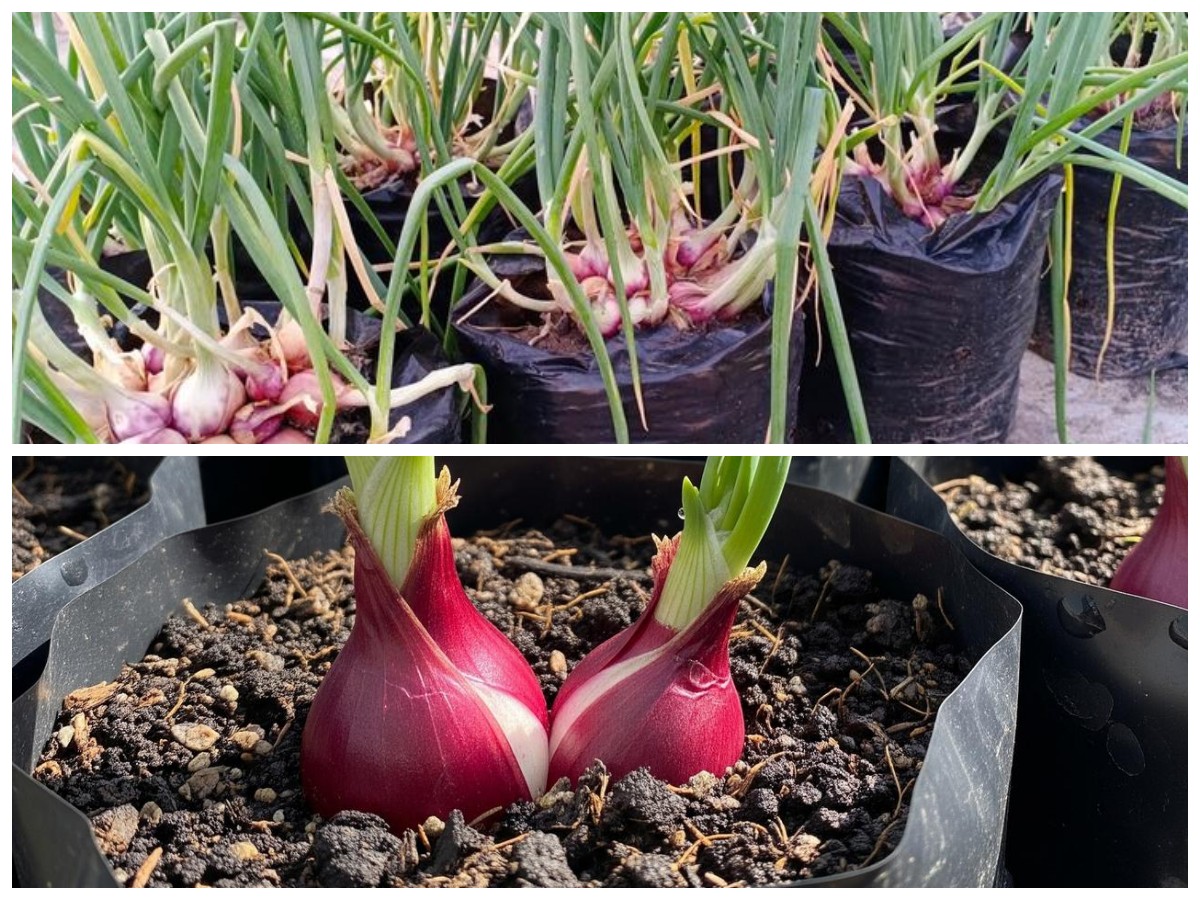 Ide Kreatif Kebun Bawang Merah di Rumah: Perpaduan Bata dan Polybag yang Estetik