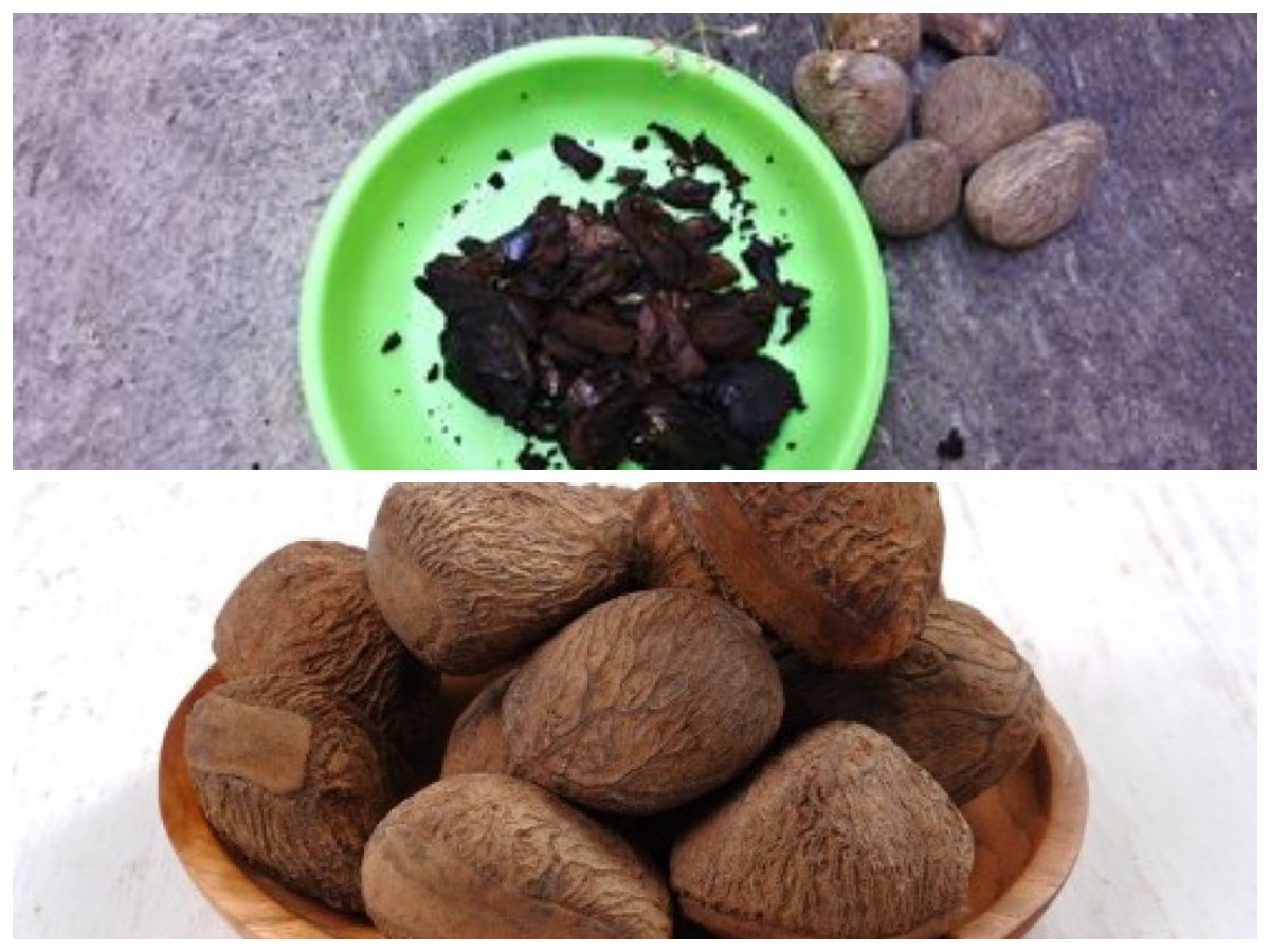 Fakta Unik Kluwek: Buah Beracun yang Ternyata Punya Khasiat Luar Biasa untuk Kesehatan