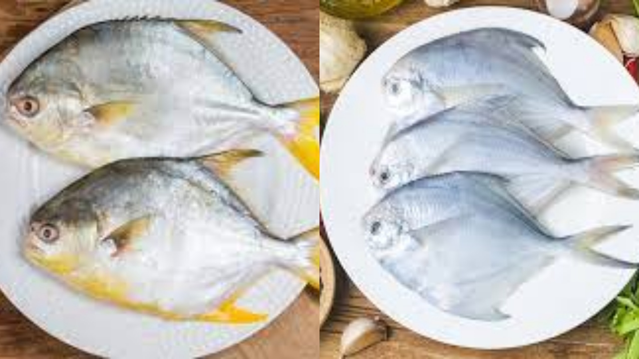 Rahasia Sehat dari Ikan Bawal: Sumber Protein dan Omega-3 Alami