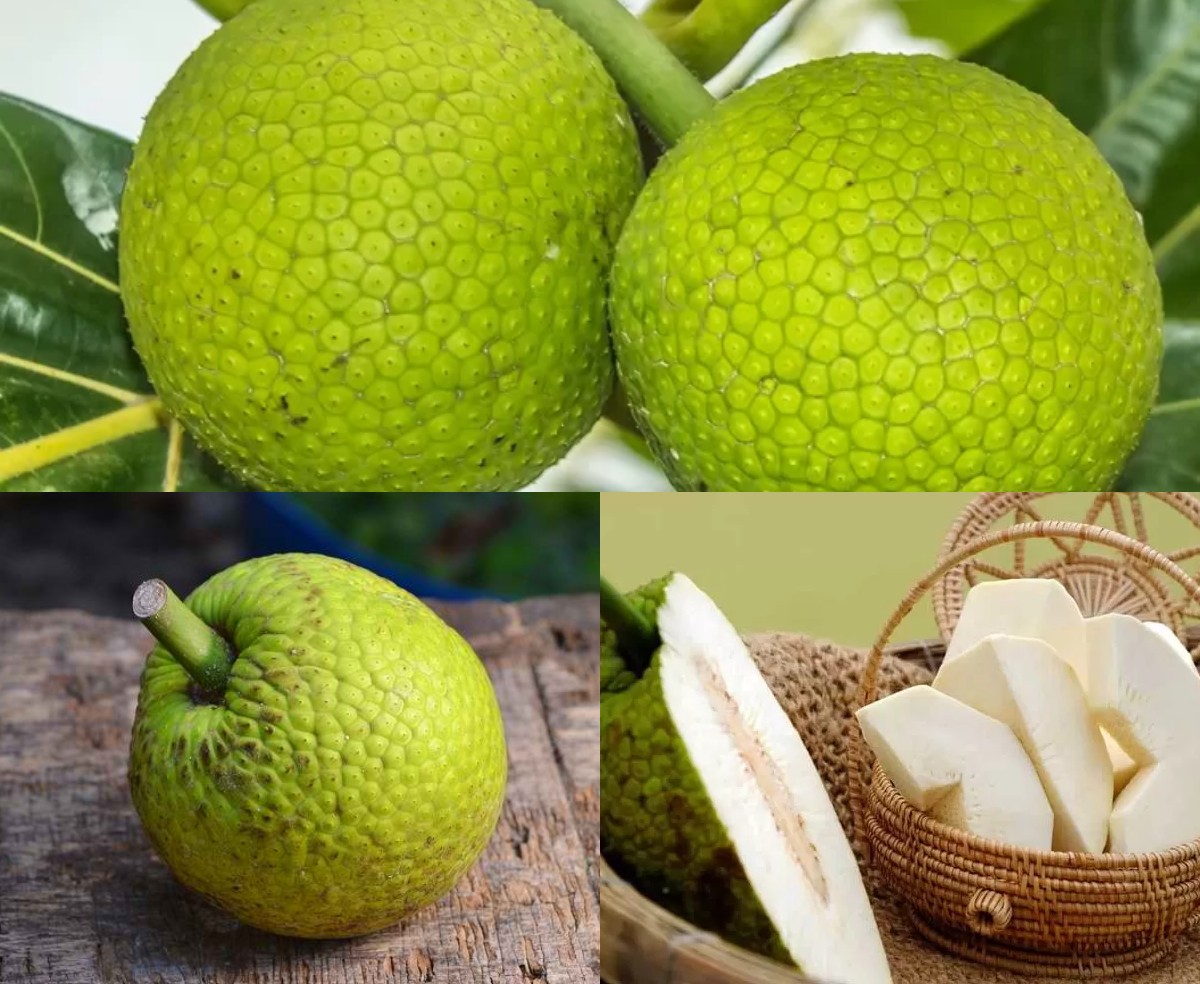 Manfaat Buah Sukun juga Dipercaya Mampu Mengobati dan Mencegah Penyakit Tertentu!