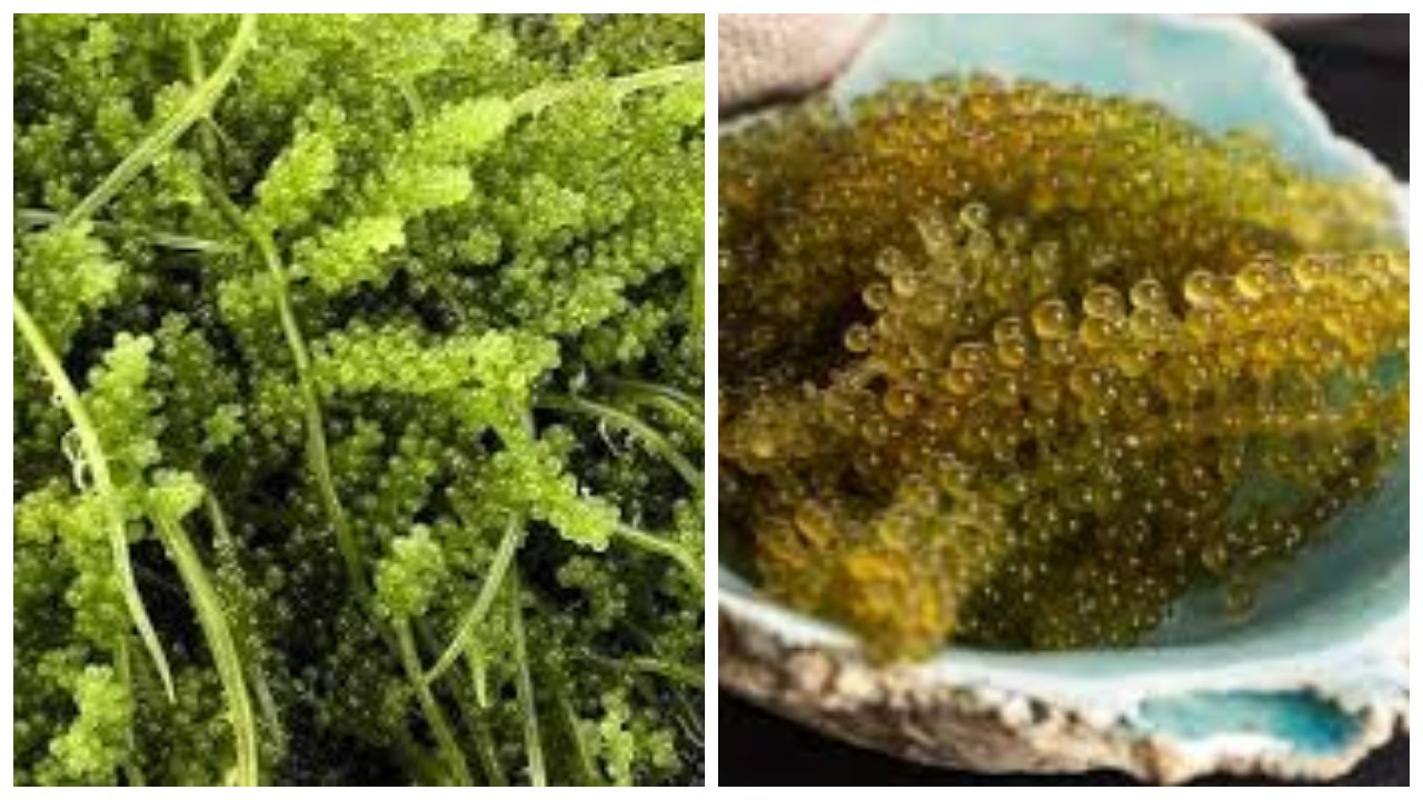 Anggur Laut, Pelajari Nutrisi dan Keuntungannya ?