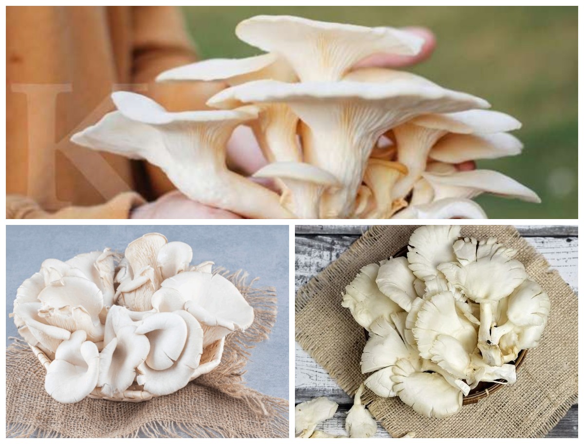 Manfaat Jamur Tiram bagi Kesehatan Tubuh: Sumber Nutrisi Alami yang Menyehatkan dan Mencegah Penyakit!