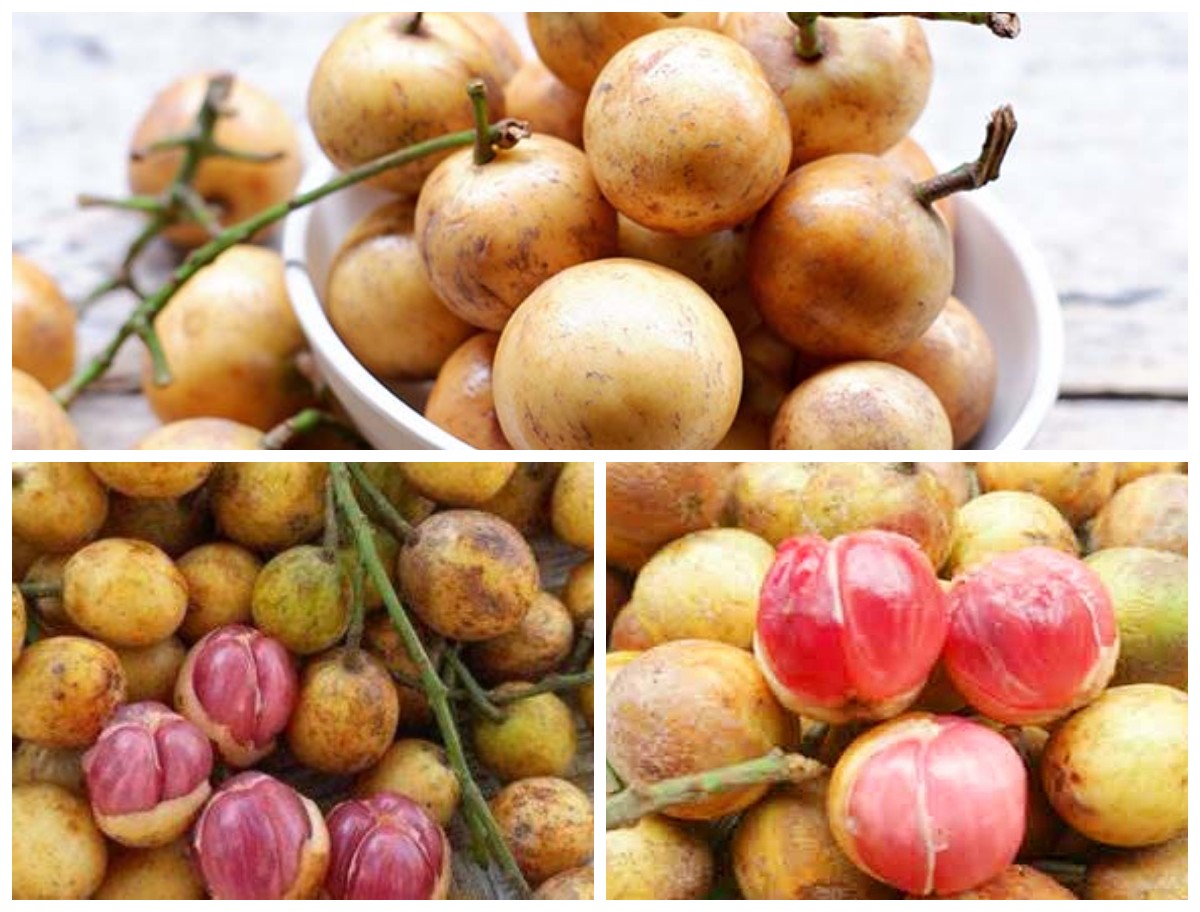 8 Manfaat Buah Menteng untuk Kesehatan yang Jarang Diketahui, Kaya Antioksidan dan Serat Alami!