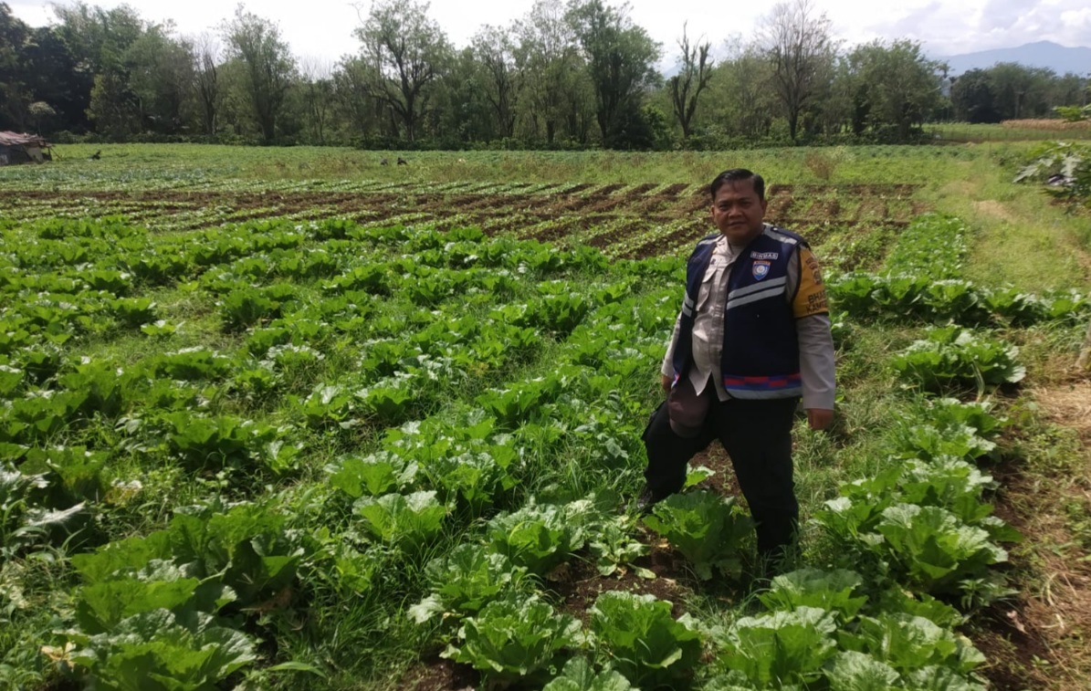 Bhabinkamtibmas Monitoring Pekarangan Bergizi, Budidaya Sawi dan Cabai Wujudkan Kemandirian Pangan