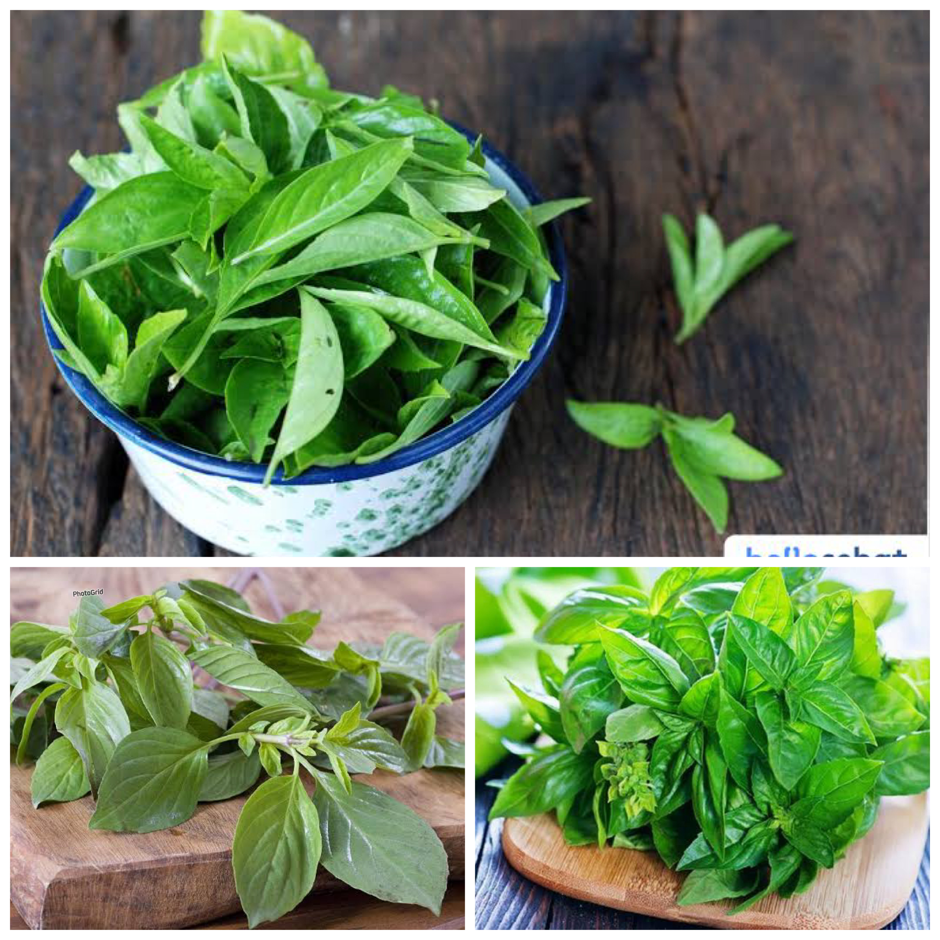 Manfaat Daun Kemangi bagi Kesehatan Tubuh: Rahasia Herbal Alami yang Kaya Nutrisi dan Khasiat Menakjubkan!