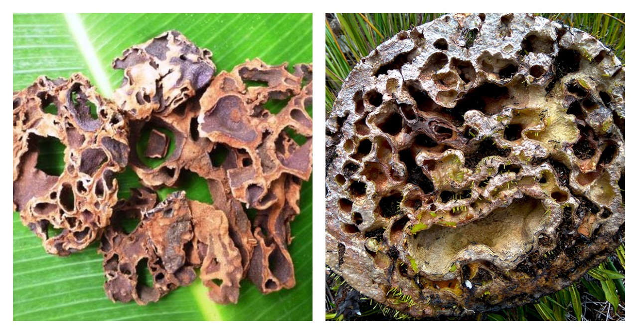 7 Manfaat Sarang Semut bagi Kesehatan Tubuh