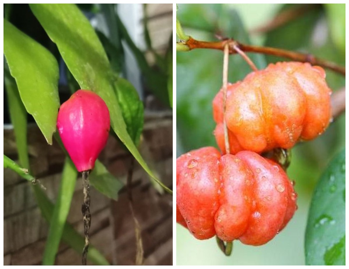 Buah Wijaya Kusuma: Nutrisi, Khasiat, dan Manfaat Tersembunyi bagi Kesehatan Tubuh!