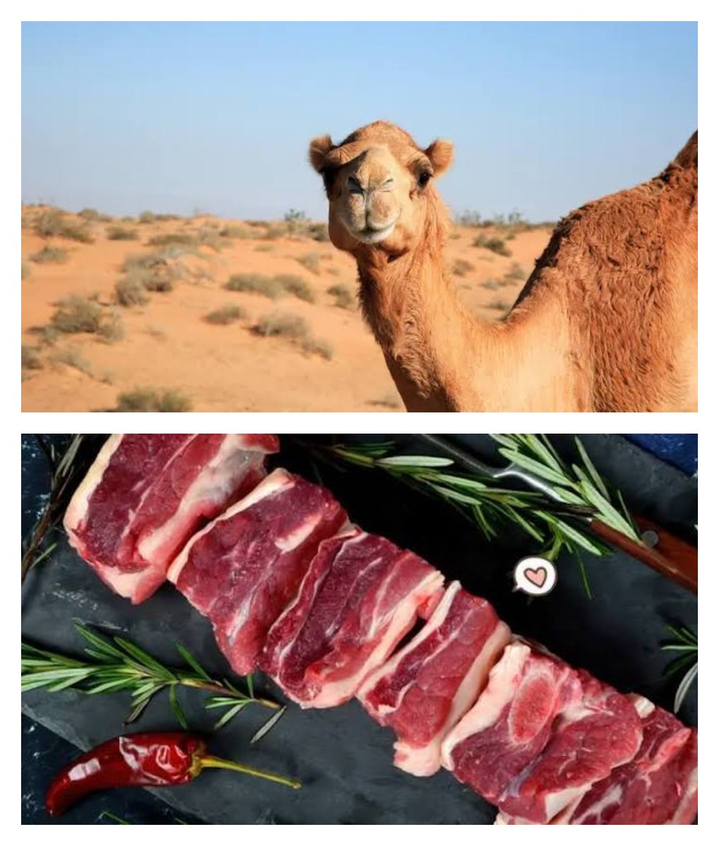 6 Khasiat Daging Unta untuk Kesehatan, Kuliner Khas yang Banyak Dijumpai saat Umrah