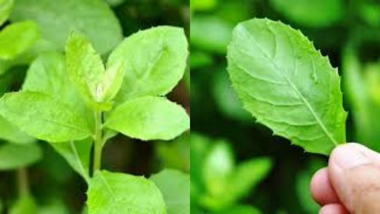 Meredakan Batuk dan Masalah Pernapasan Inilah Manfaat Daun Beluntas Untuk Kesehatan!