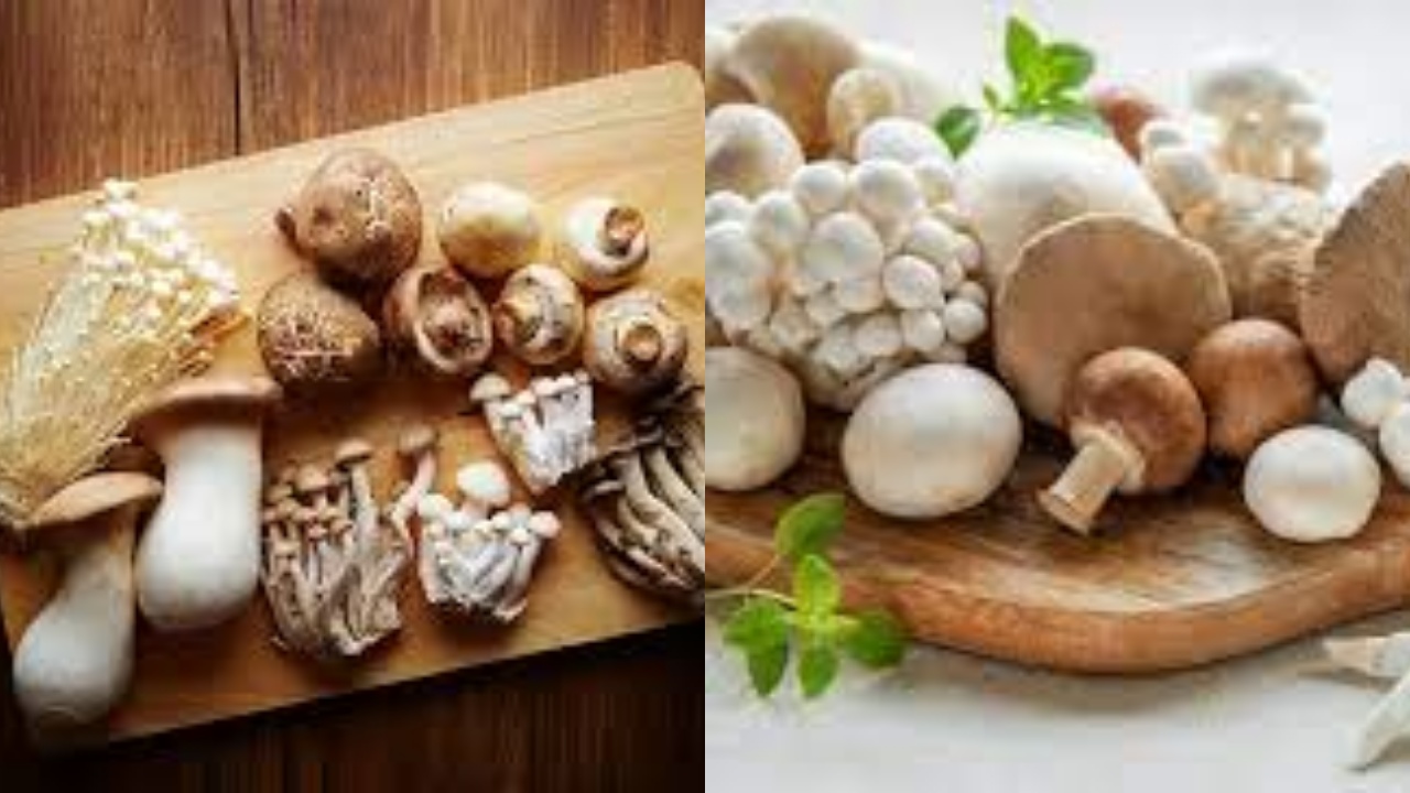  Yuk Kenali! 11 Jenis Jamur dan Manfaatnya Untuk Kesehatan Tubuh Yang Luar Biasa
