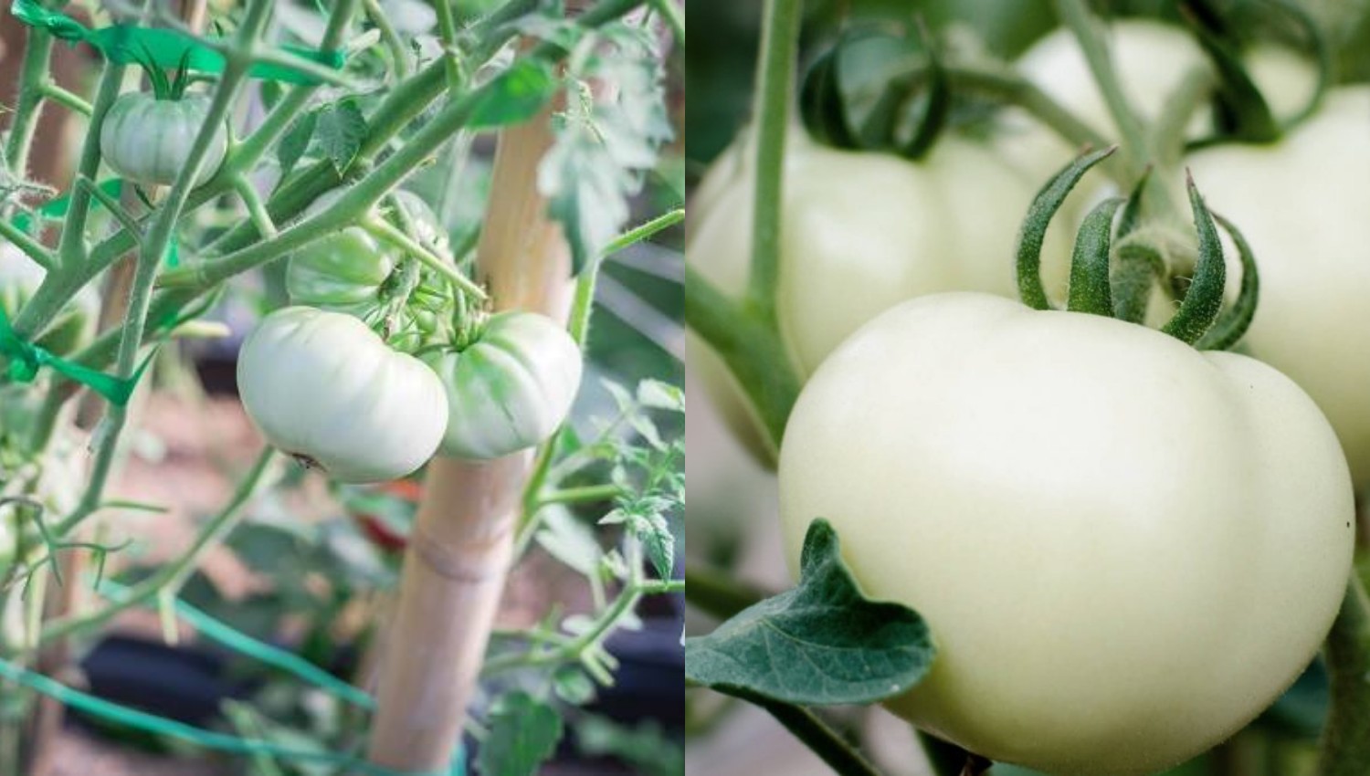 Kulit Lebih Sehat dengan White Tomato, Temukan Manfaatnya yang Menakjubkan