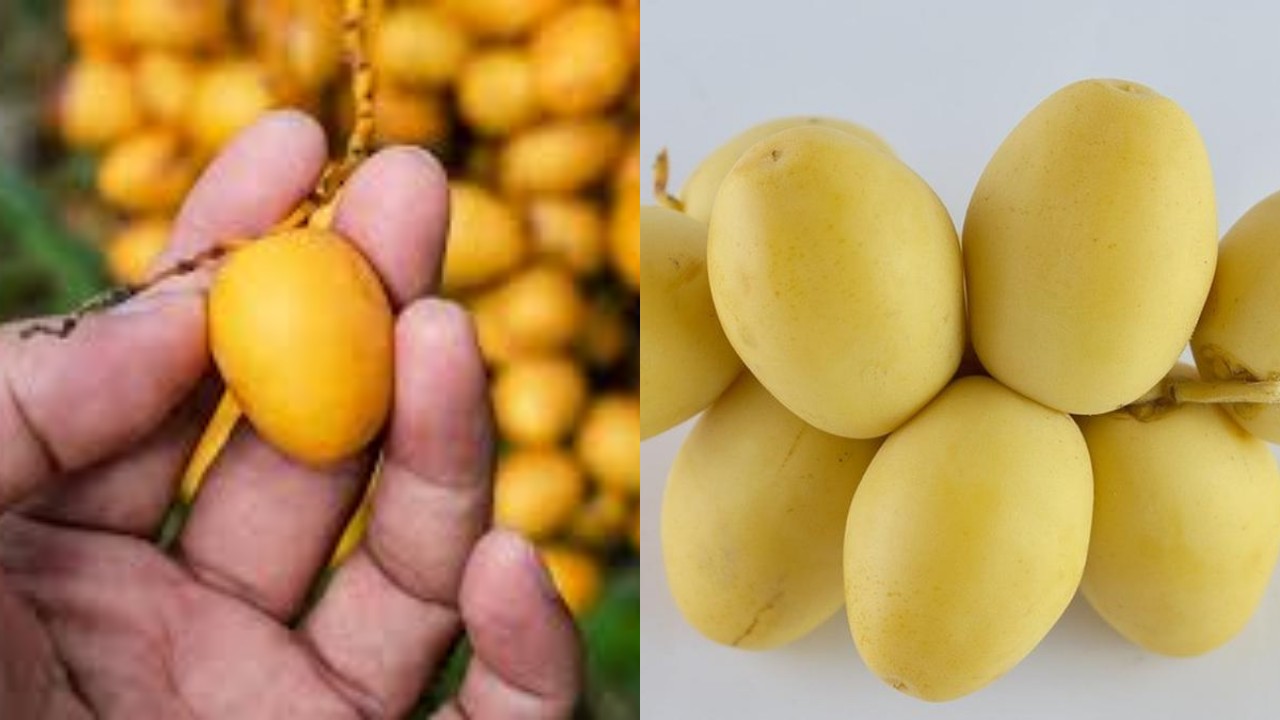 Kurma Muda: Segudang Manfaat Kesehatan yang Banyak Orang Belum Tahu!