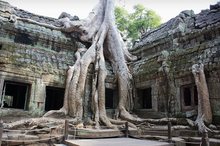 Kondisi Kerajaan Majapahit yang Melegenda Hingga Terlilit Pohon Besar!