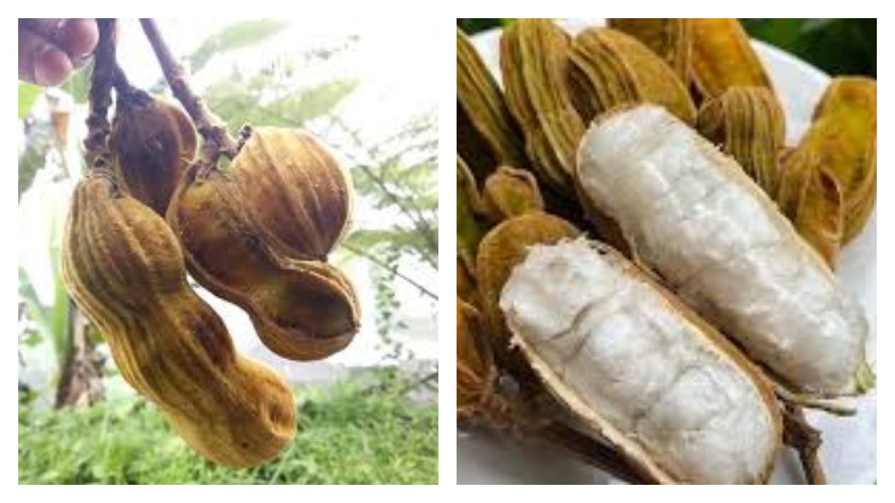 Nggak Hanya di Bedugul, Buah Salju Kini Banyak Ditemukan di Kintamani