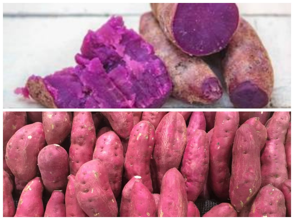 Ubi Ungu: Rahasia Lezat yang Bisa Bantu Turunkan Berat Badan
