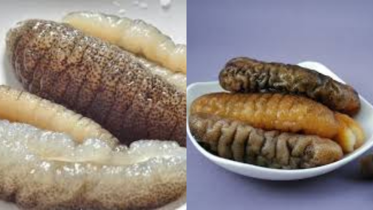 YuK Intip 7 Manfaat Teripang Untuk Kesehatan dan Cara Mengolahnya!