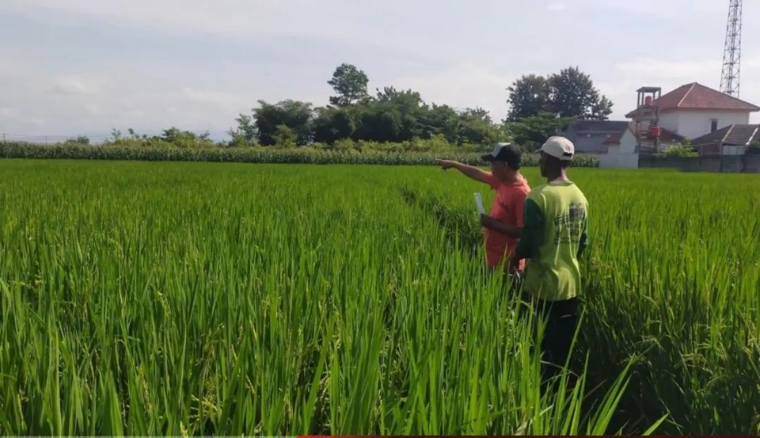 Kenaikan Pajak Sawah di Jember Capai Rp900 Ribu per Meter, Warga Mengeluh Tak Masuk Akal