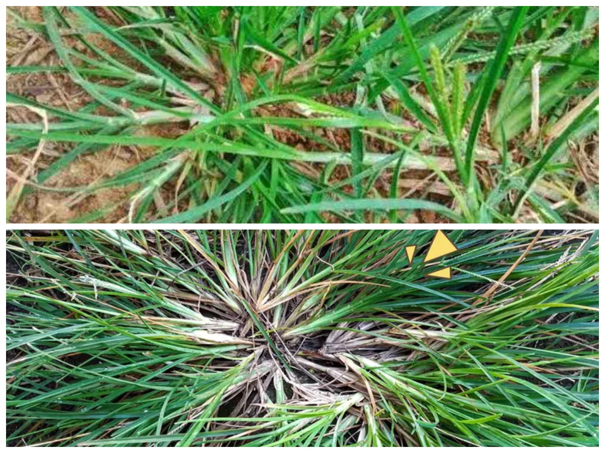 Jangan Remehkan! Ini Segudang Khasiat Rumput Belulang untuk Kesehatan