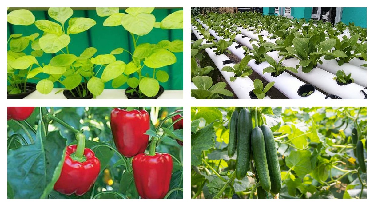 13 Jenis Tanaman Hidroponik dan Cara Menanamnya di Rumah