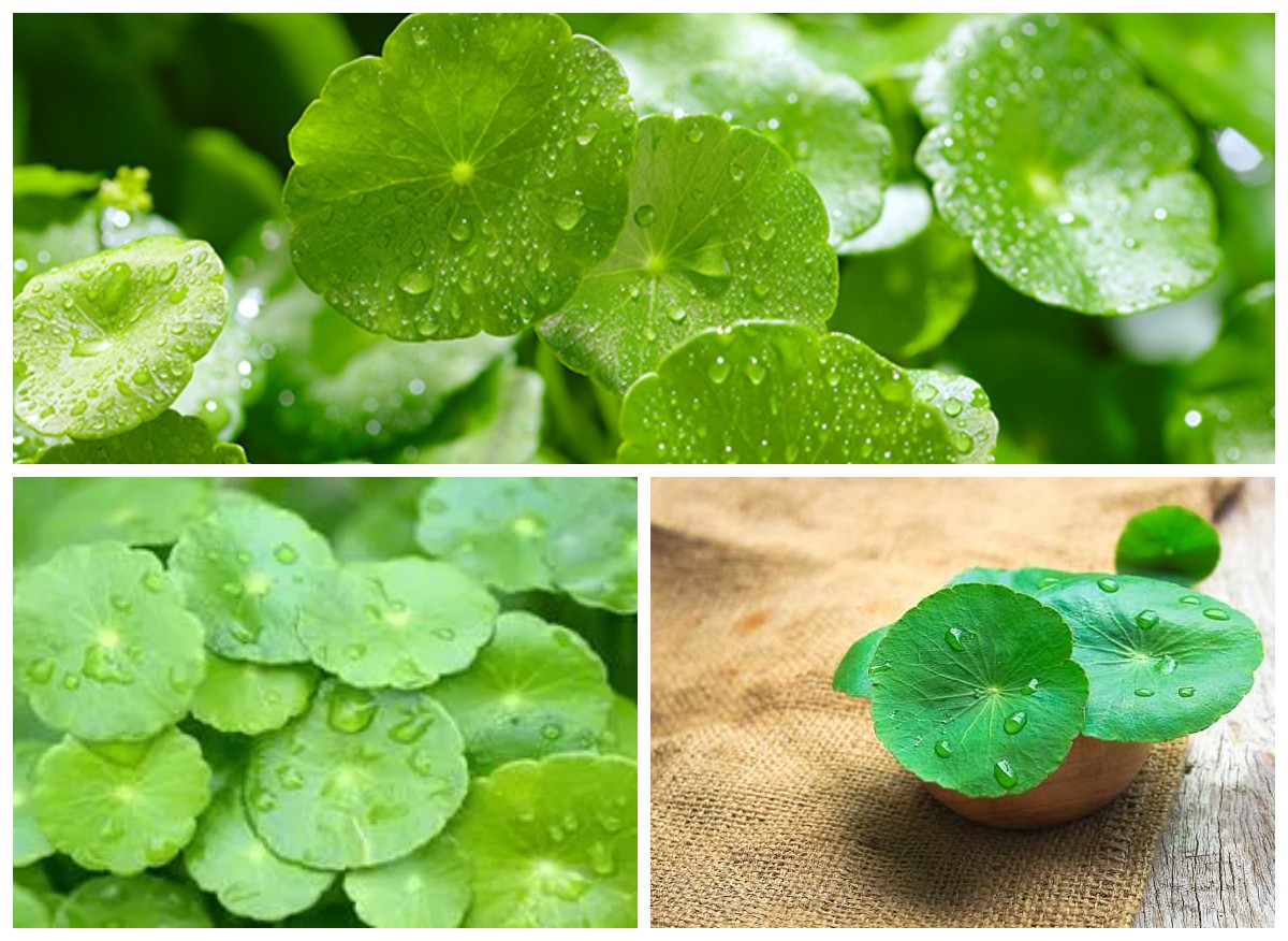 Beragam Manfaat Daun Pegagan untuk Kesehatan Kulit, Rahasia Alami Bikin Wajah Awet Muda!