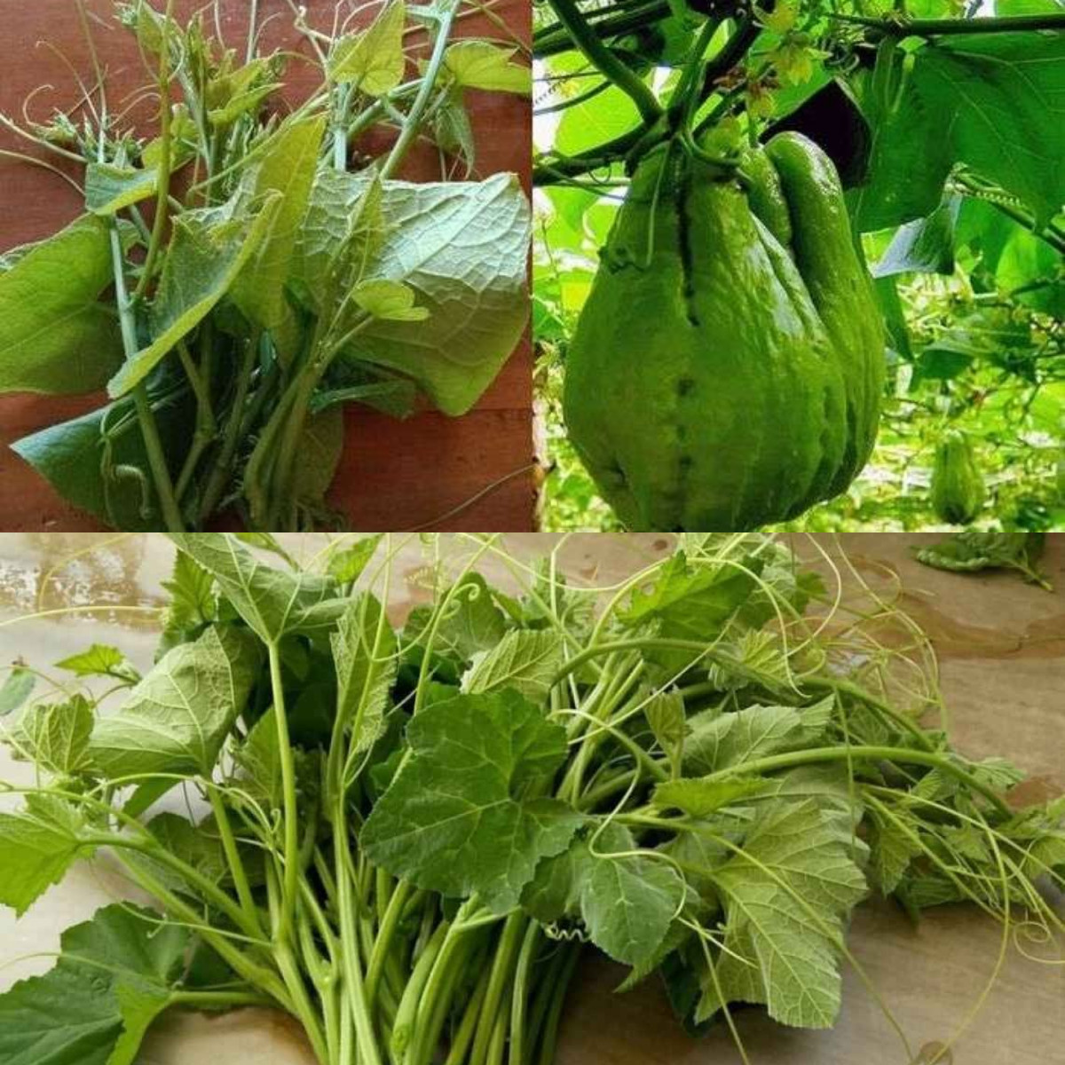  Manfaat Luar Biasa Daun Labu Siam untuk Kesehatan, Baik untuk Jantung Salah Satunya!