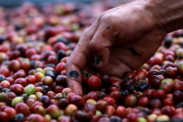 Petani Kopi Dibikin Pusing, Ini Alasannya