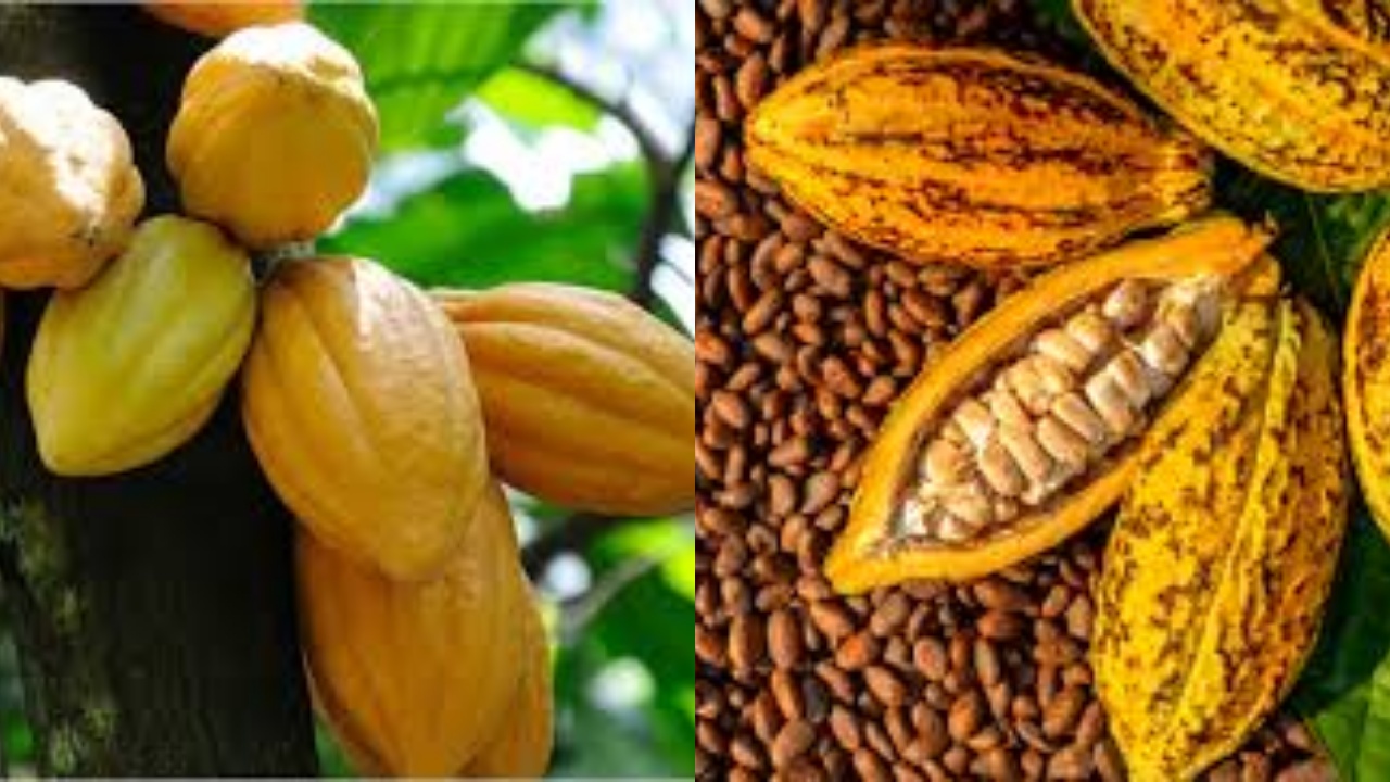  Meningkatkan Mood dan Kesehatan Mental Inilah Manfaat Kakao Untuk Kesehatan!