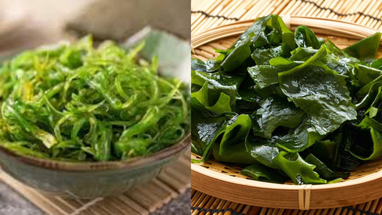 Rumput Laut: Kandungan Nutrisi Lengkap dan Manfaat Besarnya bagi Kesehatan!