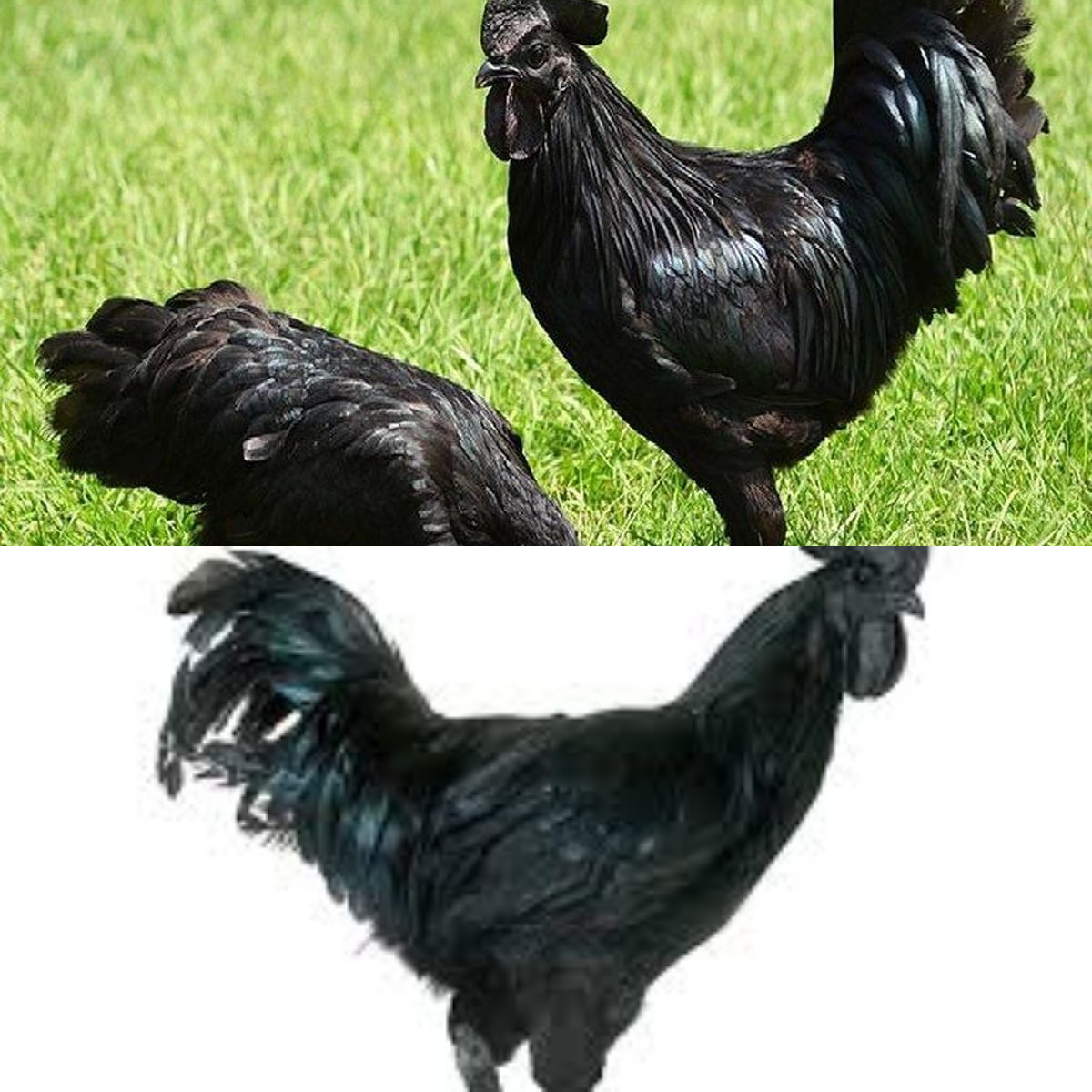Manfaat Ayam Cemani Bagi Kesehatan!