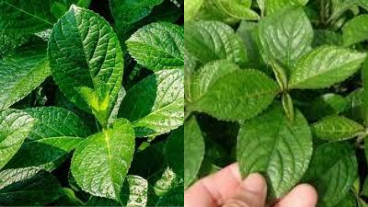 6 Manfaat Daun Keji Beling Untuk Kesehatan Tubuh Yang Jarang Diketahui!