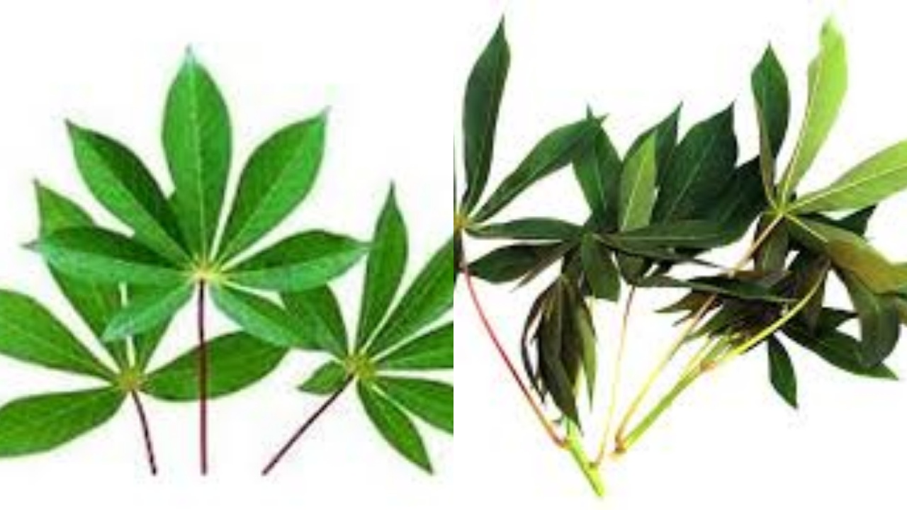 Penting Banget! Ini Manfaat Daun Singkong Untuk Kesehatan Tubuh Dan Cara Mengelolahnya